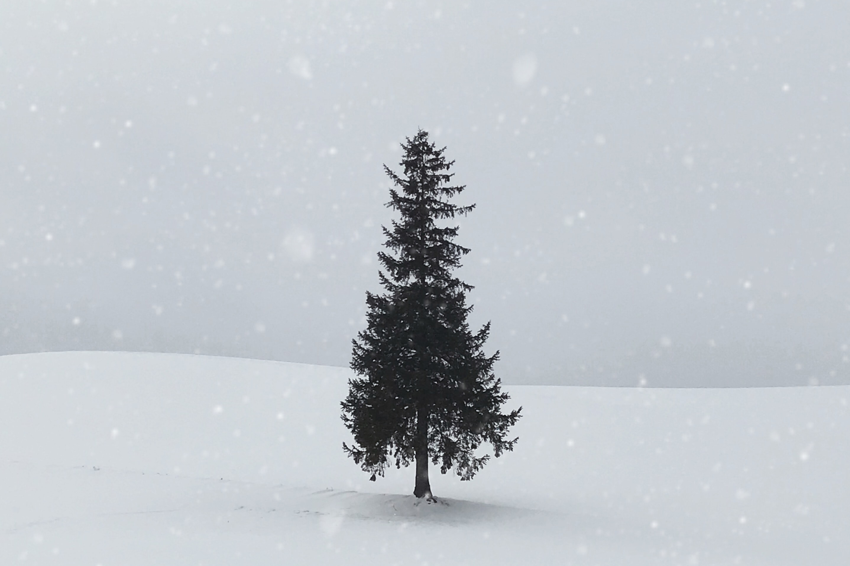 Fir tree in snow