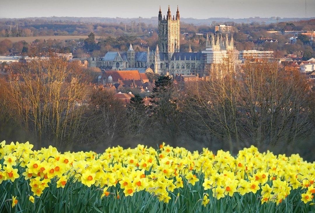 Cathedral view with Daffodils