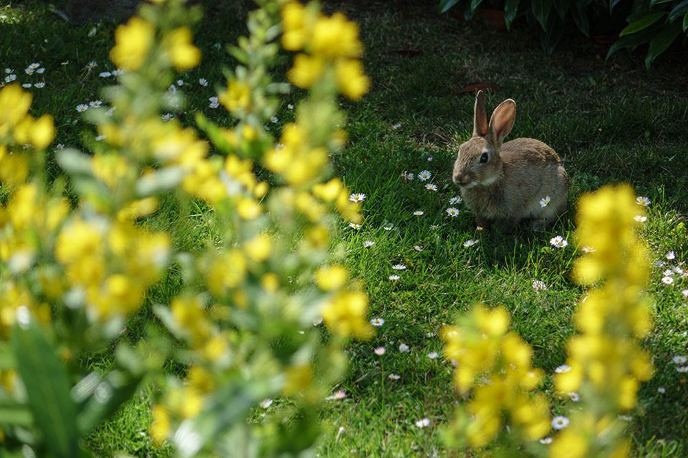 Bunny on campus near flowers