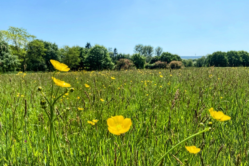 Field of buttercups on campus
