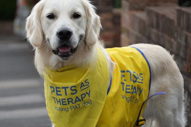 Pets as Therapy dog