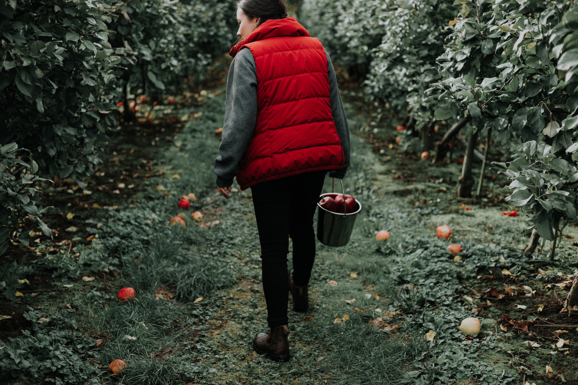 Woman carrying bucket of apples in orchard