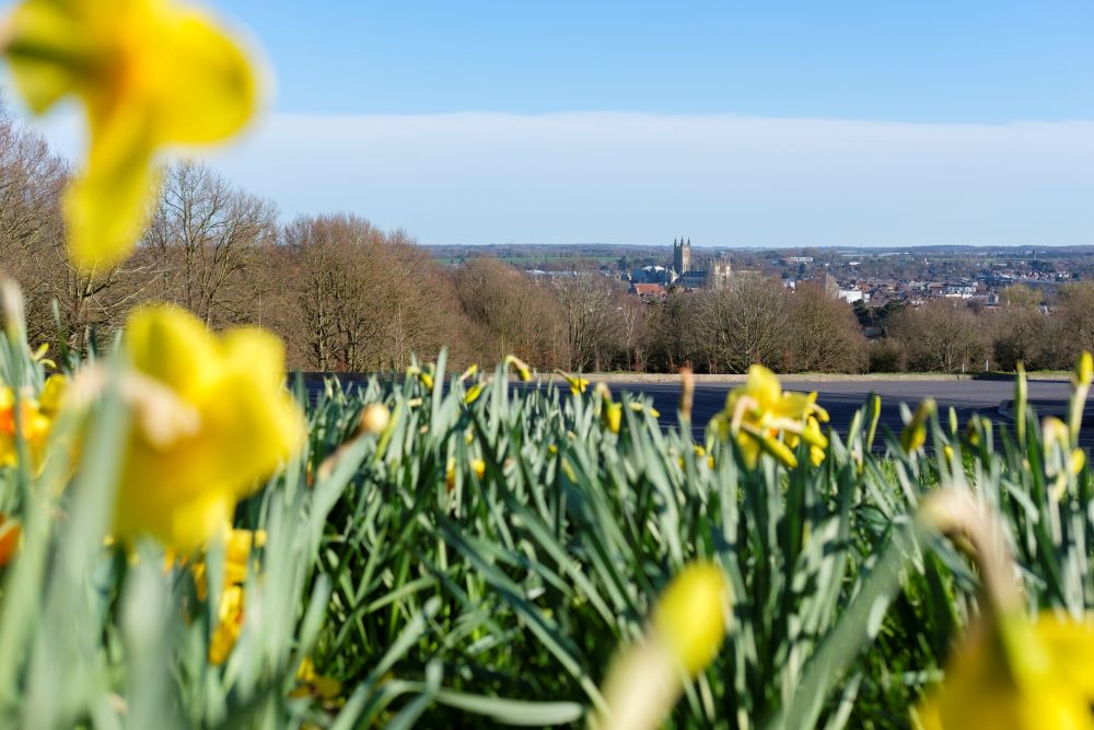 Daffodils on campus with Canterbury Cathedral in background
