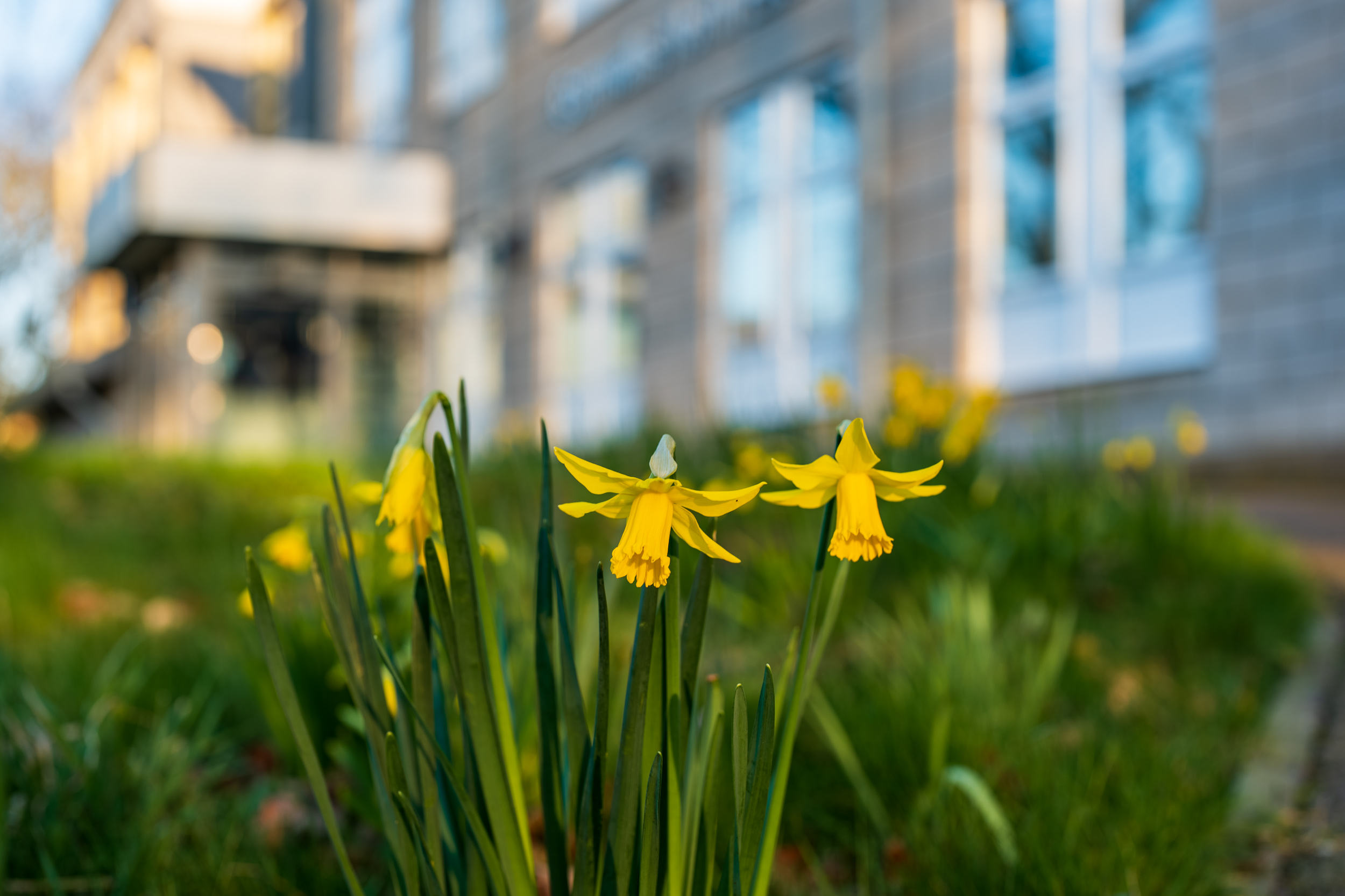 Daffodils on campus