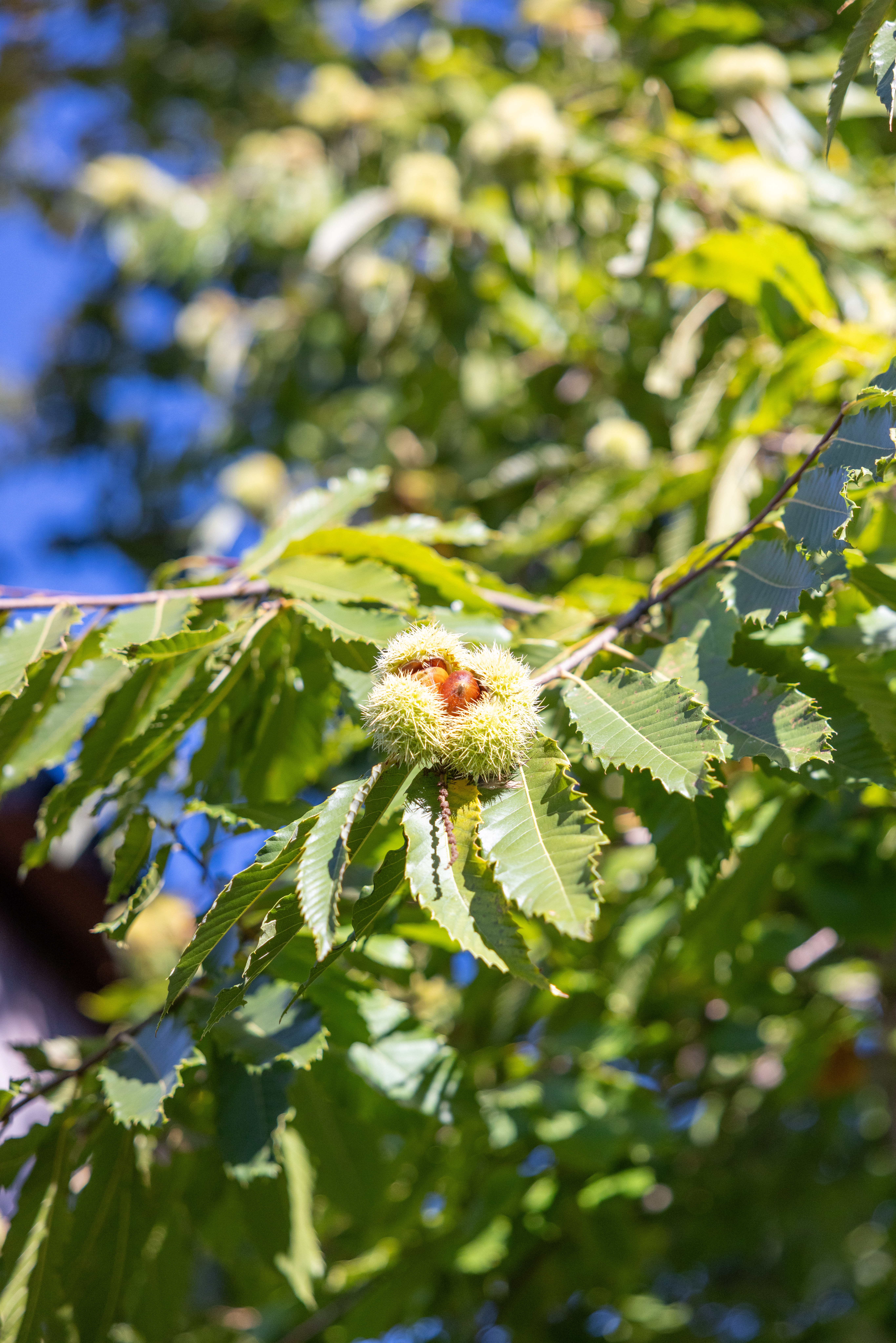 Leaves and conkers on a tree