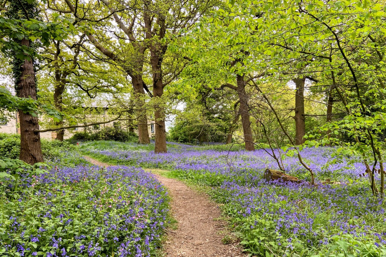 bluebell wood on Canterbury campus