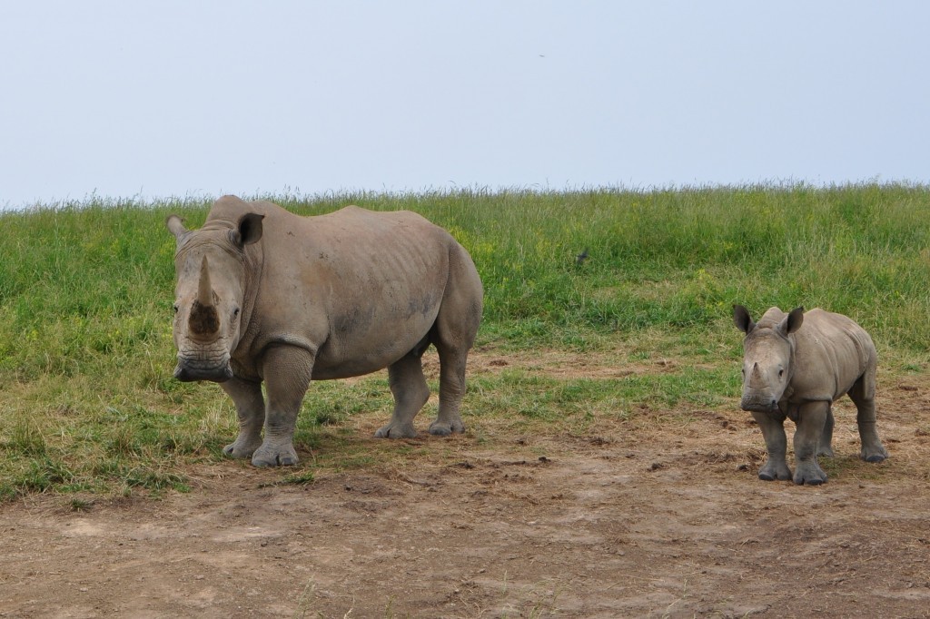 Rhino and calf on grass